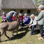 Pet Therapy Donkeys